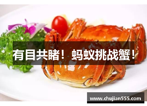 有目共睹！蚂蚁挑战蟹！